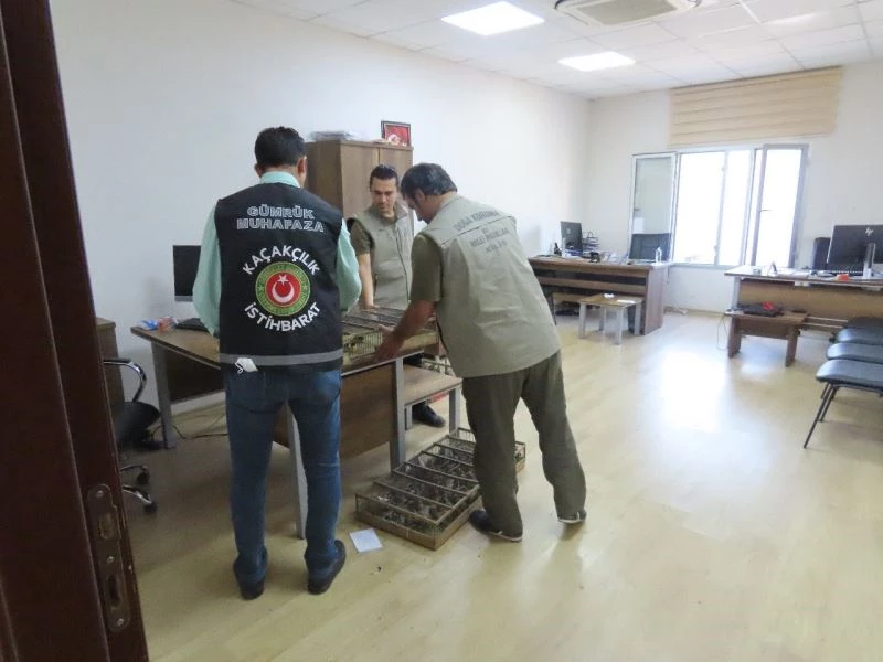 Saka kuşu kaçakçıları yakalandı
