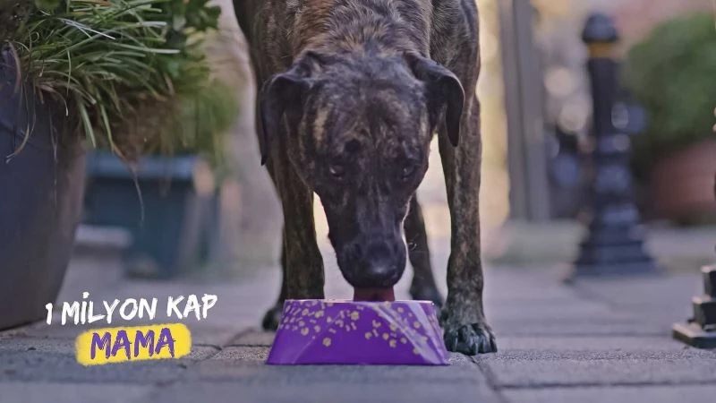 Getir, sokak ve barınak hayvanları için 1 milyon kap mama topluyor
