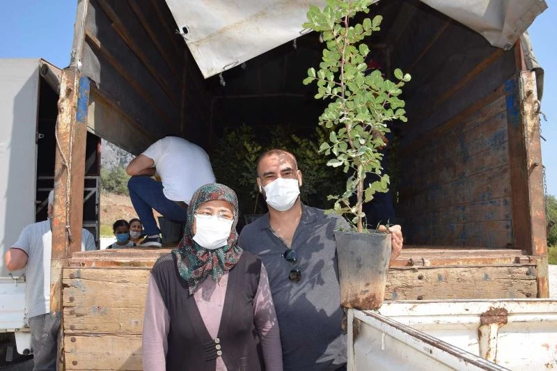 Kıraç araziler için çiftçilere keçi boynuzu fidanı dağıtıldı
