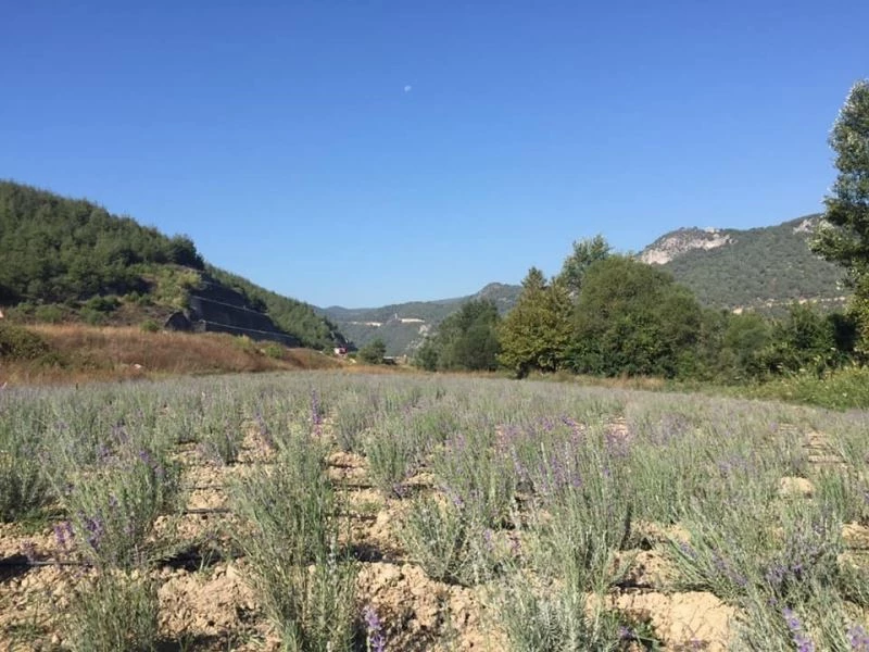 Osmaneli mor renge büründü
