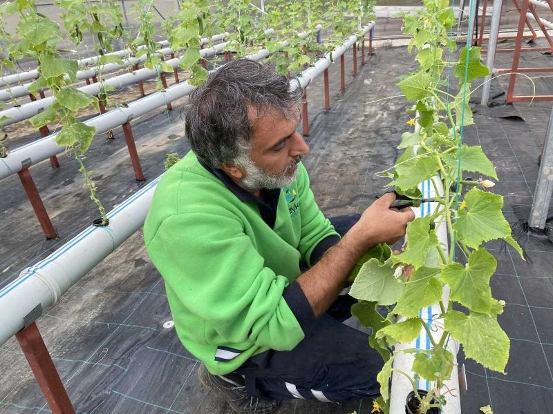 Türkiye’de bir ilk: Beykoz’da balık gübresi ile topraksız tarım
