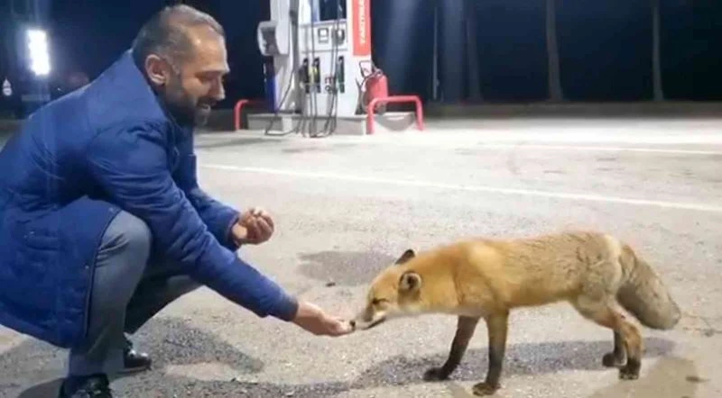Milli futbolcunun babası tilkiyi eliyle besledi
