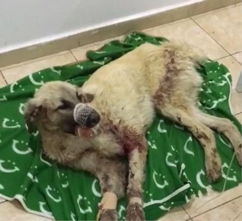 Çenesi kırılan sokak köpeği için seferber oldular
