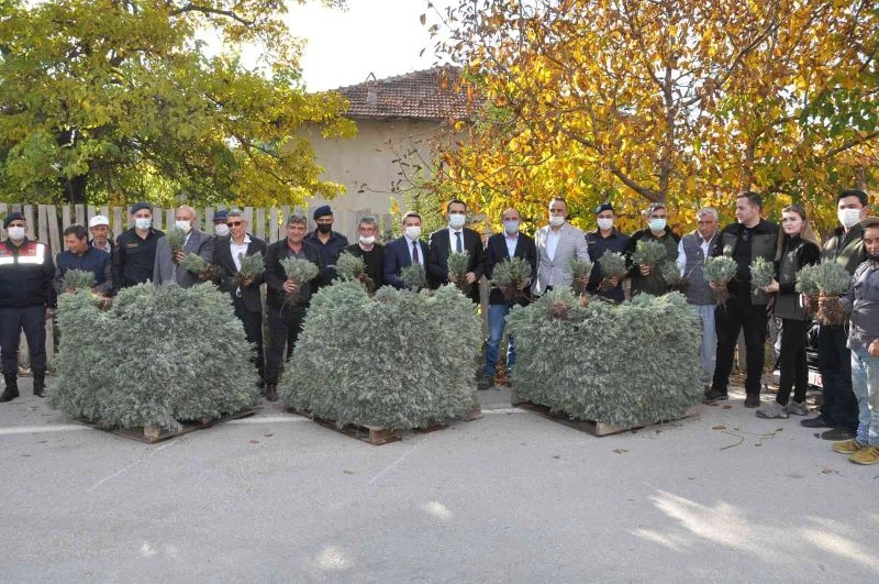  Çiftçilere dağıtılan 120 bin lavanta fidesi toprakla buluşuyor
