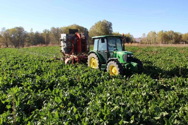 Pancarda rekolte kaybı
