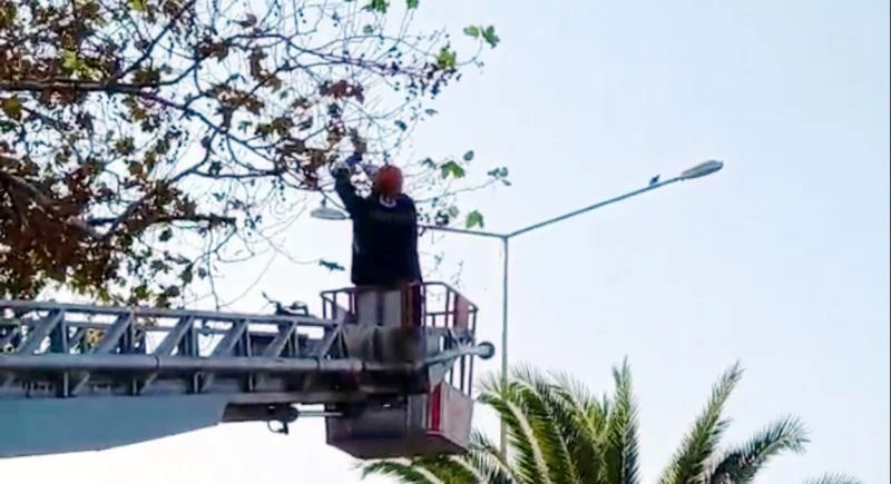 Ayağına misina dolanan güvercin asılı kaldığı ağaçtan kurtarıldı
