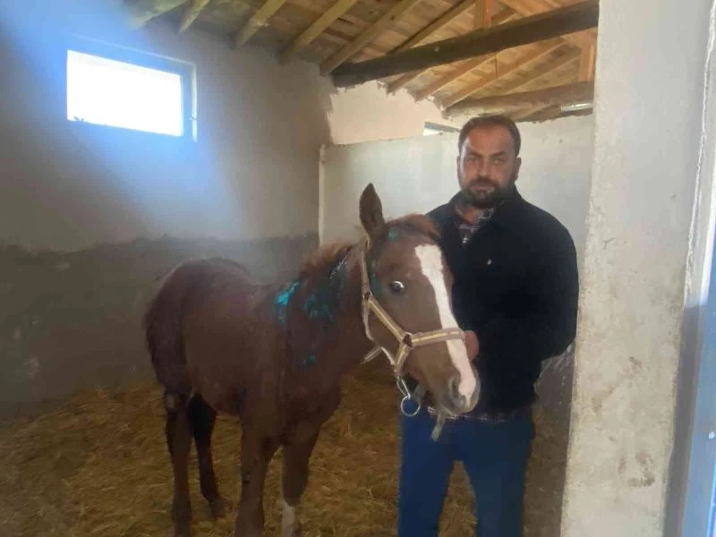 Mahmudiye halkının başıboş köpeklerle başı dertte
