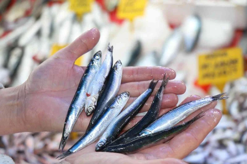 Karadeniz’in incisi ’iri hamsi’ 15 liradan kapış kapış gidiyor
