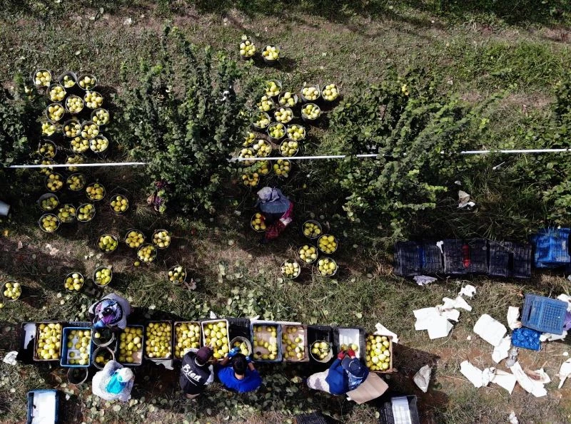 Sakarya’da yetiştiriliyor, dünyada rakibi yok
