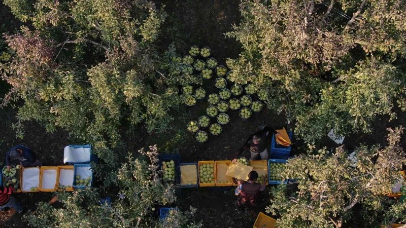 Armut bahçelerinde hasat bereketi
