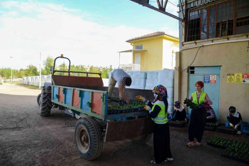 Diyarbakır kış aylarında 1 milyon 200 bin çiçekle renklenecek
