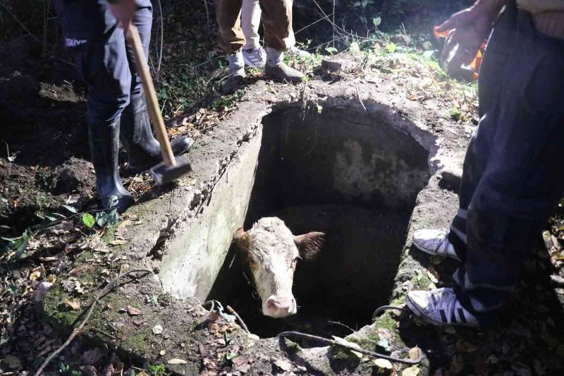 Su kuyusuna düşen ineği itfaiye halatla bağlayarak kurtardı
