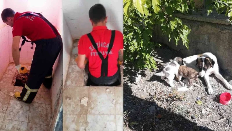 Düştükleri kuyuda mahsur kalan 2 köpek yavrusu, itfaiye ekiplerince kurtarıldı
