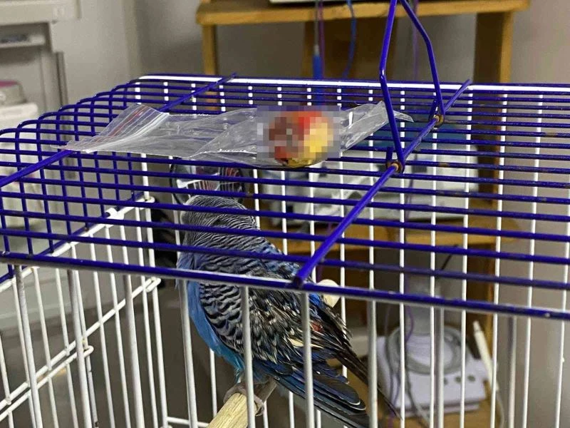 5 yaşındaki kuşun karnından ceviz büyüklüğünde tümör çıktı
