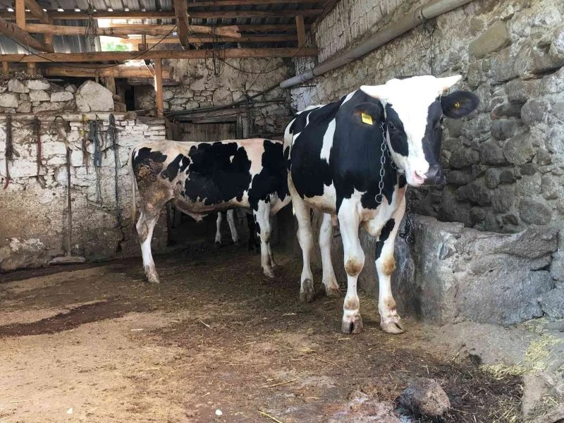 Aydın’da 4 ilçede 33 mahalleye şap karantinası
