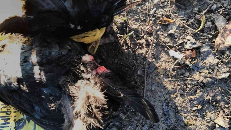 Sokak köpekleri kümesteki tavukları telef etti
