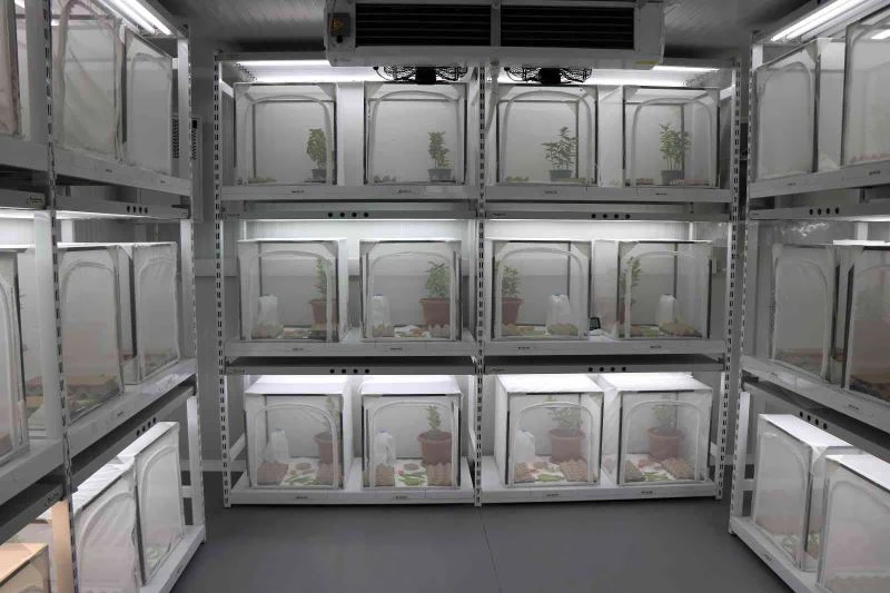 Tarım düşmanı ‘kahverengi kokarcalar’ ile ‘samuray arıcığı’ savaşacak
