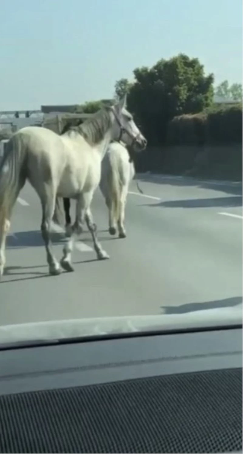 Başıboş atlar Bursa’nın en işlik caddelerinde cirit atıyor
