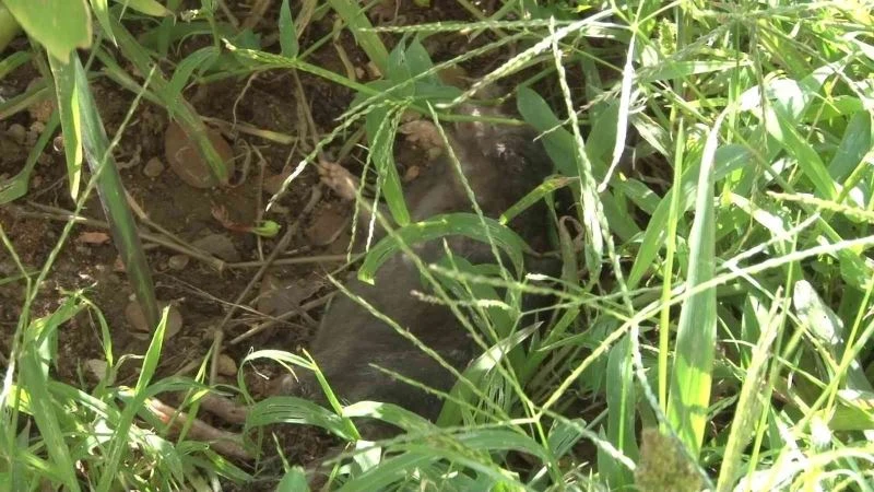 Sarıyer’de mahalleyi akrepler ve fareler bastı
