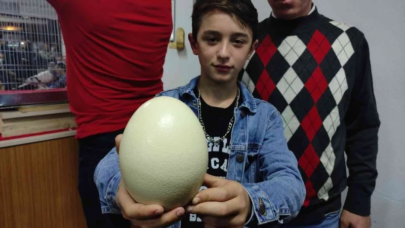 Deve kuşu yumurtası mezata çıktı almak için yarıştılar
