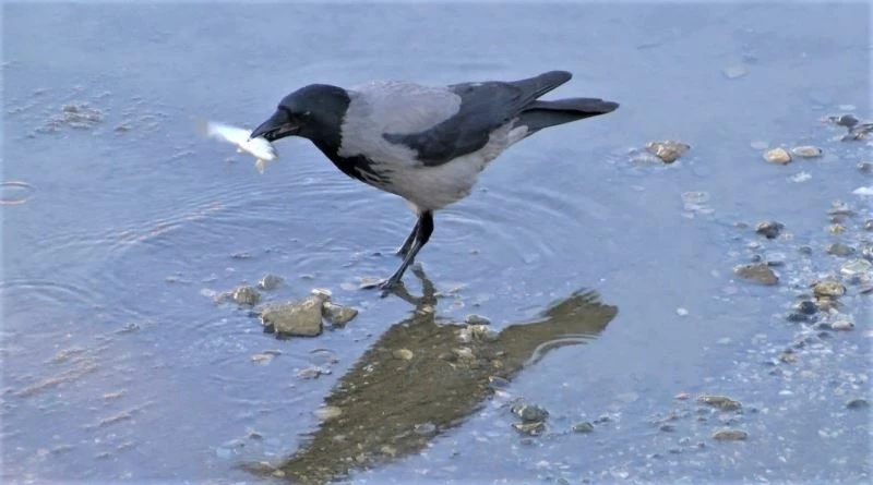 Yeşilırmak’ta kargaların balık avı
