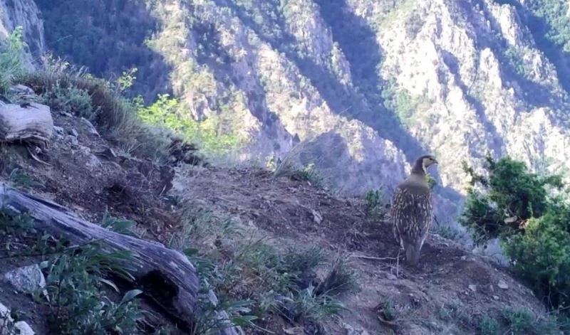 Dik yamaçlara çıkan yaban keçileri yer çekimine meydan okuyor
