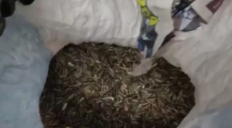 Ay çekirdeği çuvalında silah kaçakçılığı
