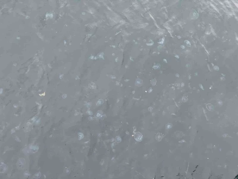 Arnavutköy sahilini denizanaları bastı
