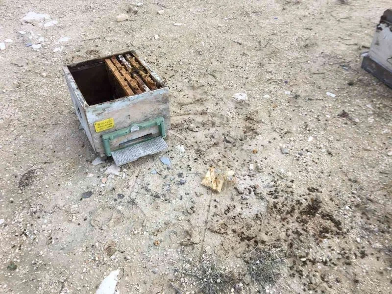 Arıcıların başı, ayılarla dertte
