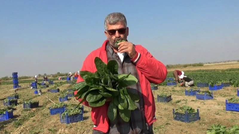 Manisalı üretici ’Biz zehir yetiştirmiyoruz’ deyip, çiğ ıspanak yedi
