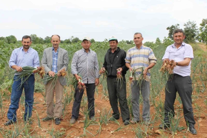 Geç yağan yağmurlar soğan üreticisini etkiledi
