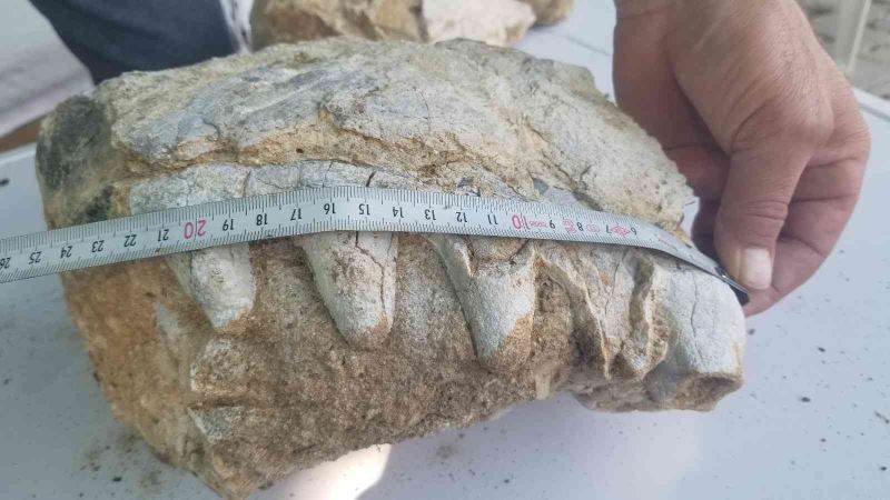Manisa’da milyonlarca yıllık hayvan fosili bulunduğu iddiası
