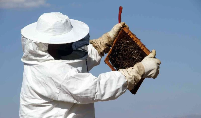 Erzincan’da arıların 