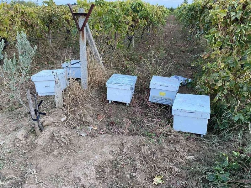 Arı kovanına dadanan hırsızlar yakalandı
