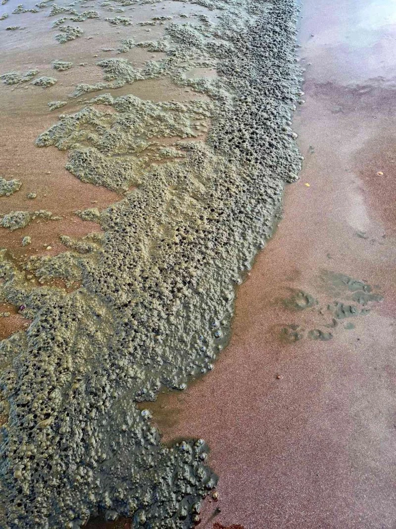 İngiltere hükümeti denizlere dökülen kanalizasyon atıkları için önlem alacak
