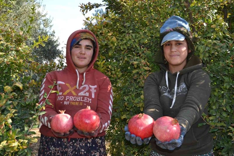 129 kilometre uzaktan Aksu’ya nar hasadına geliyorlar
