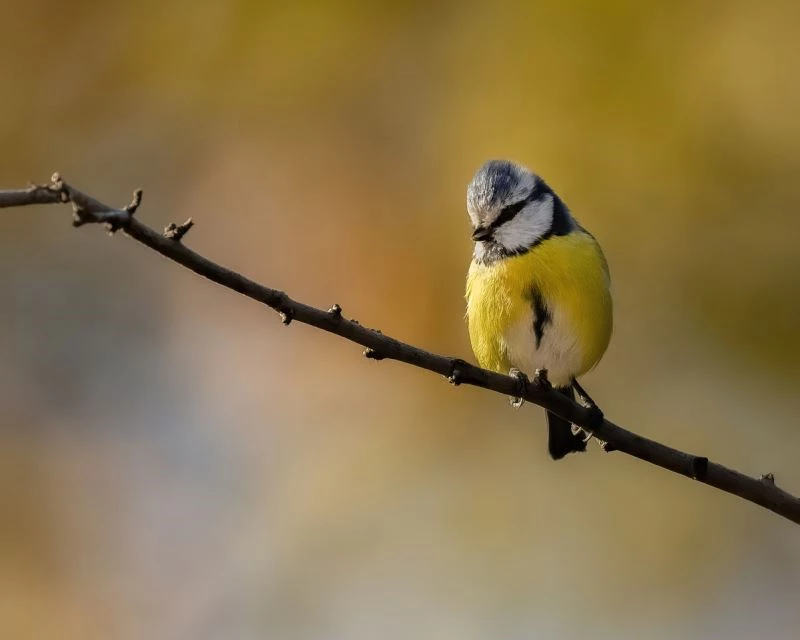 Kuveytli fotoğrafçılar Türkiye’deki yaban hayata hayran kaldı
