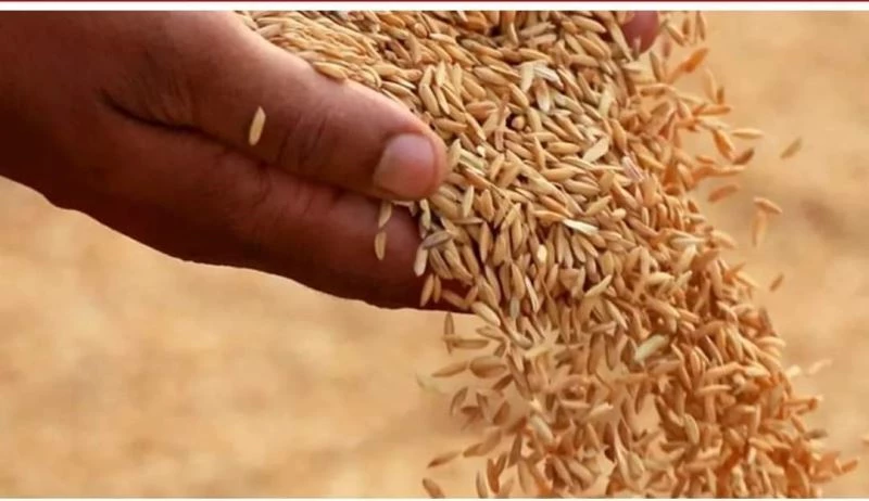 İpsala pirincine AB coğrafi işaret tescil başvurusu yapıldı
