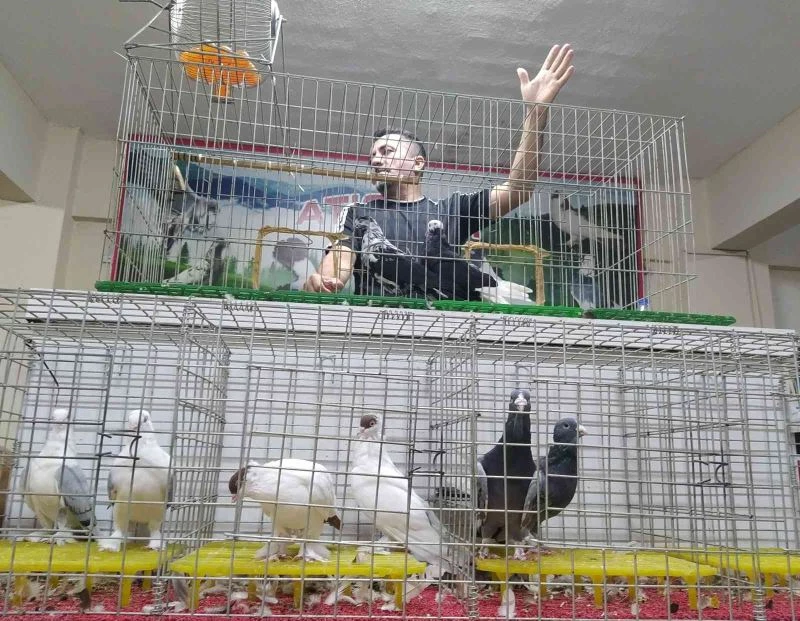 Uyumayıp güvercin mezadına akın ettiler
