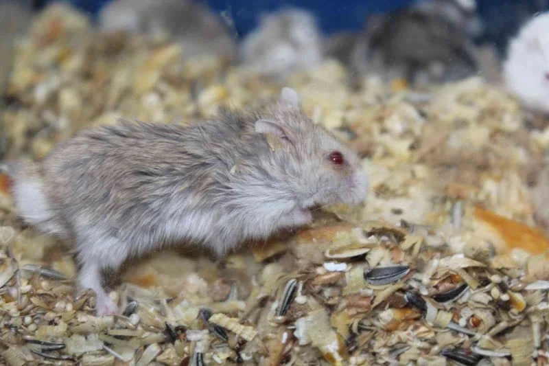 (Özel) Üniversiteliler hamster ile yalnızlıklarını paylaşıyor
