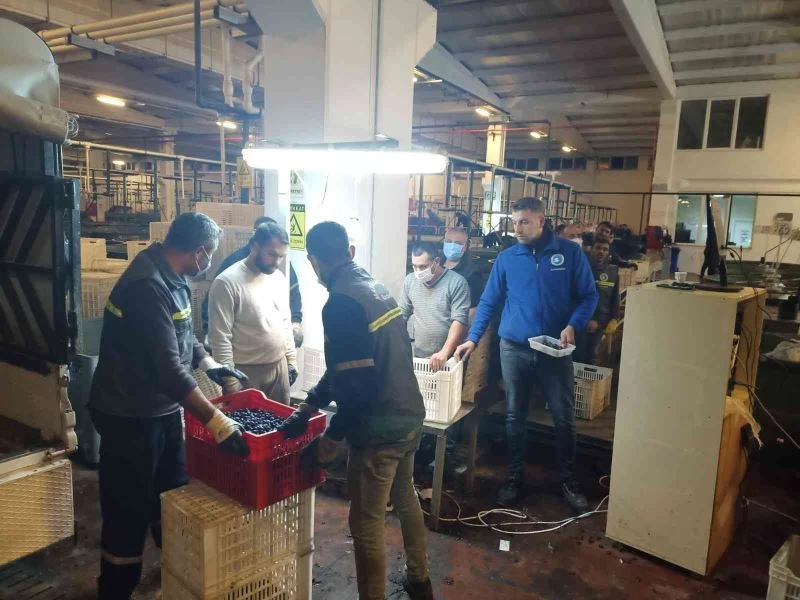 Erdek’te zeytin alımları başladı
