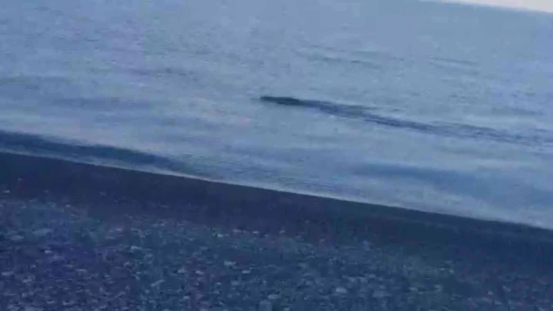 Yaban domuzunu ‘Van Gölü Canavarı’ sandılar
