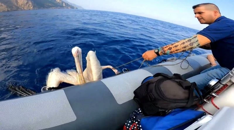 Hatay’da denizde bulunan yaralı pelikan tedavi altına alındı
