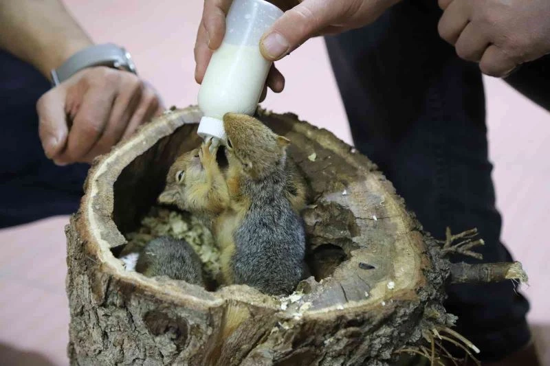 Kütükten çıkan 3 sincap yavrusu biberonla besleniyor

