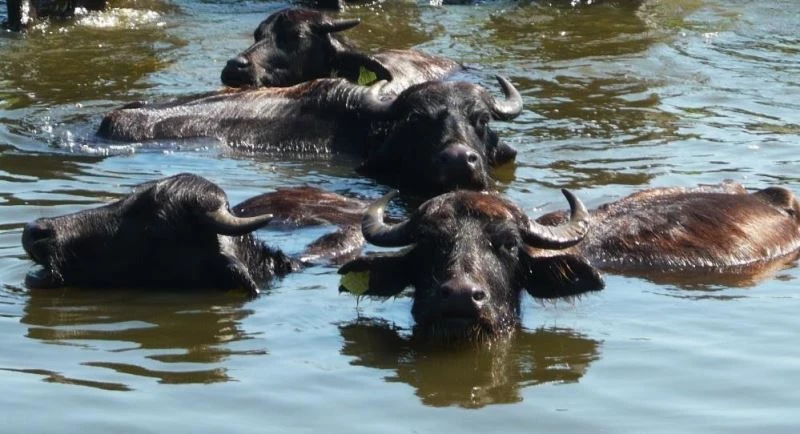 Manda ve manda ürünlerinin katma değeri arttırılıyor

