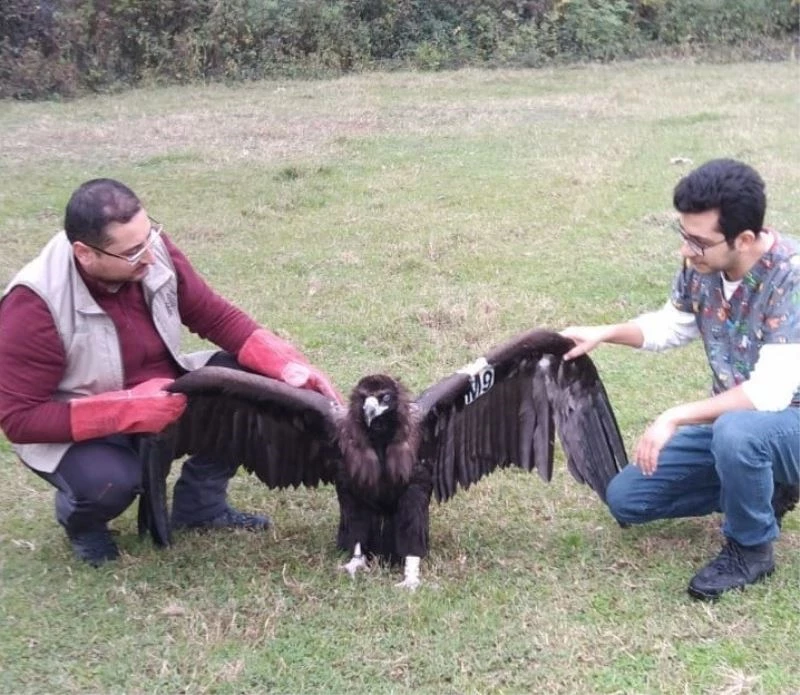 Nesli tehlikede olan kara akbaba Düzce’de mola verdi
