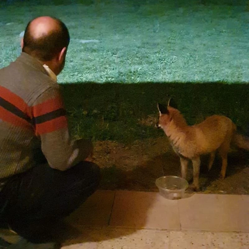 Akrabasını ziyarete geldiği evde eliyle aç kalan tilkiyi besledi
