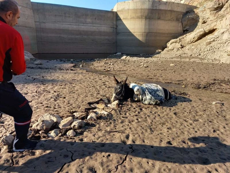 Bataklığa saplanan eşek kurtarıldı
