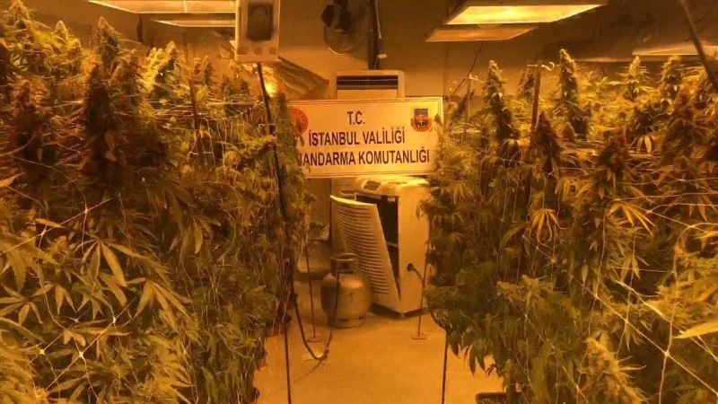Jandarmadan yüksek teknoloji ile kurulmuş uyuşturucu serasına baskın
