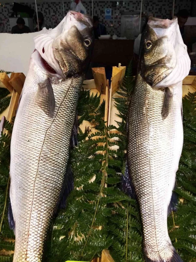 Oltaya takılan büyük Levrek balıkları ilgi çekiyor
